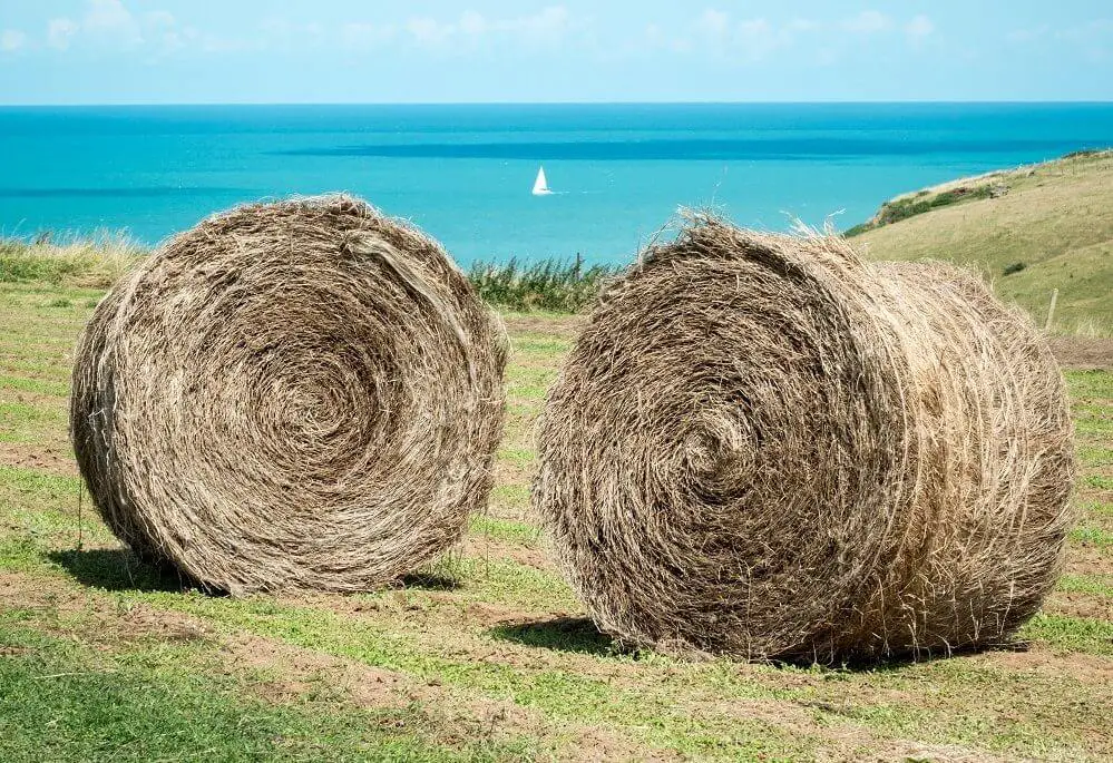 Des bottes de lin, en Normandie