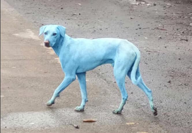 Chien bleu à cause de la pollution textile