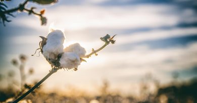 La fleur de coton, en Alabama