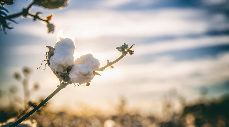 La fleur de coton, en Alabama