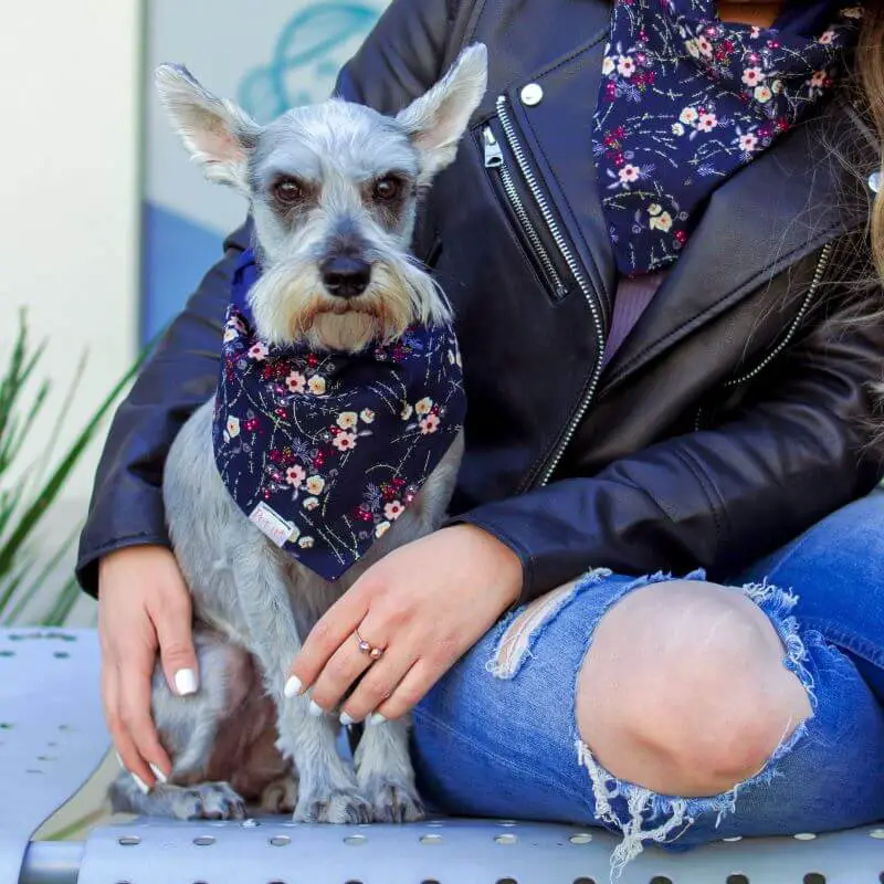 Un bandana pour petit chien, c'est mignon