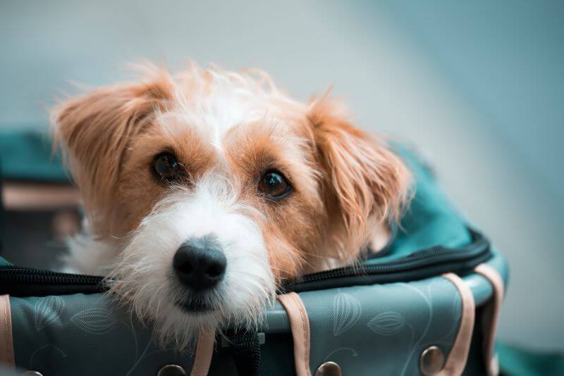 Un sac de transport pour petit chien, c'est pas compliqué à coudre !