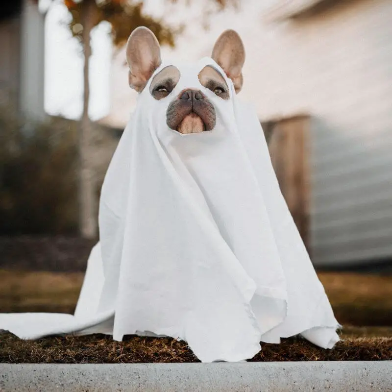 Costume tout simple pour chien !